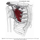 소흉근(pectoralis minor) 이미지