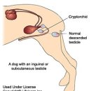 24시마음든든동물병원 이미지