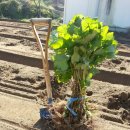 구미농장 이미지