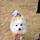 스타독스 이미지