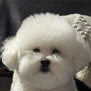 마이제이스 이미지