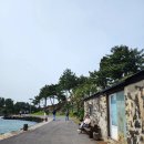 식산봉의 황근자생지 및 상록활엽수림 | 제주 성산 오조포구의 웰컴 투 삼달리 촬영지와 식산봉 그리고 황근 자생지