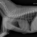 더케이 동물병원 이미지