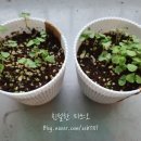 다이소 신대부적점 이미지