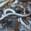 바다장어 이미지