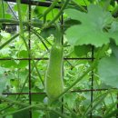 별난만두 이미지