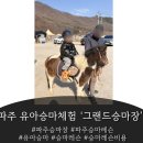 그랜드유치원 | 승마 체험, 승마 레슨 38개월 유아 승마체험 후기-파주 그랜드승마장
