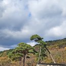 나무이야기 - 원주시 꽃밭머리길 17-11 | 나무이야기