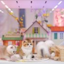 골든스웨터 캐터리 이미지