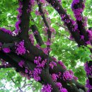 용동초교 이미지