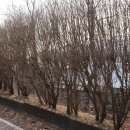 현충탑진입로 이미지