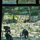 국립공원공단 국립공원연구원 북부보전센터 | 강추!! 구례 지리산 반달가슴곰 탐방프로그램 후기/예약방법 국립공원 야생생물보전원 남부보전센터