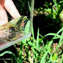 개굴개굴 이미지