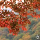 장성백양단풍축제 2018 이미지