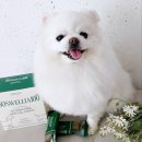 우리덴탈 | 어반포즈 닥터뉴트리코어 보스웰리아 강아지관절덴탈껌 후기