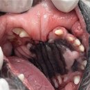 원종동물병원 이미지