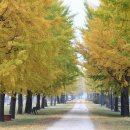 은행나무길 이미지