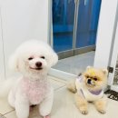 오올치 이미지