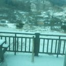 크러쉬 푸들 이미지