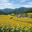 태백시농업기술센터 | 태백 구와우마을 해바라기 축제 언제 절정인가, 매봉산 바람의언덕 연계 늦여름 나들이