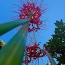 에델바이스 이미지