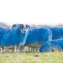 2015년 을미년(乙未年) 양의 해(靑羊/청양띠) * 히말라야 블루양 Himalayan blue sheep 이미지