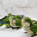 체리쉬펫 이미지