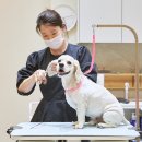 그루밍독스 이미지