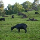제천염소도축장 | 흑염소엑기스,중탕 관련 농장 방문 안내