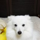 뽕자 이미지