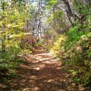 아랫대티 숲 이미지