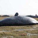 향유고래 이미지