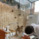 뽀송이네 목욕탕 이미지