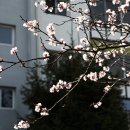 금호동 장미아파트 이미지