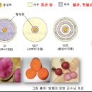 이춘화 | [ 채소원예학 강의 정리 4 ] 채소의 뿌리 생장, 채소의 발육