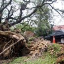 Iconic raintree uprooted in storm 강한 비바람에 백년된 나무가 쓰러지다.. 이미지