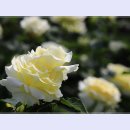 곡성-183 이미지