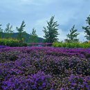 쌍용스카이(아)경로당 | 무릉별유천지 입장료·할인 총정리｜부모님도 아이도 만족한 동해 산책 명소(셔틀·주차 꿀팁)