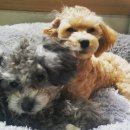 푸들사랑 이미지