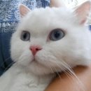 청담아이윌동물병원 이미지