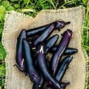 나가지농장 이미지