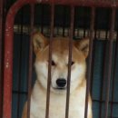 미호아빠