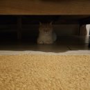 11650-16-4-14 | 서산 캠핑장 추천 가로림글램핑 반려동물 동반 여행 (14호 후기)