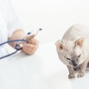 24시큰사랑동물병원 이미지