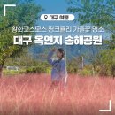 숙) 송해공원 황화코스모스 & 핑크뮬리 이미지