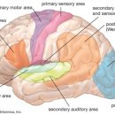 심리학개론 이미지