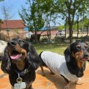 개구쟁이 애견 이미지