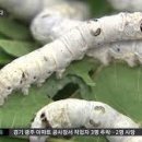 하늘누에 이미지