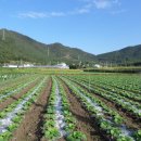 안하농장 이미지