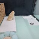 하남애견훈련소 이미지